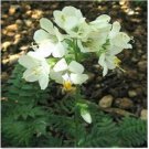 Neysastore Jacob's Ladder- White - 50 Seeds