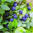 Neysastore Blueberry - 50 Seeds