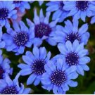 Neysastore Blue Daisy- 25 Seeds