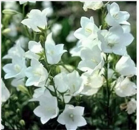 Neysastore Bellflower- White- 100 Seeds