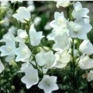 Neysastore Bellflower- White- 100 Seeds