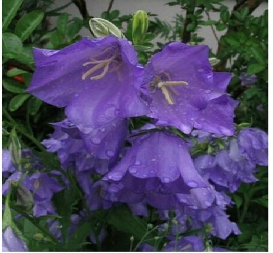Neysastore Bellflower- Blue- 100 Seeds