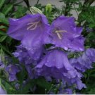 Neysastore Bellflower- Blue- 100 Seeds