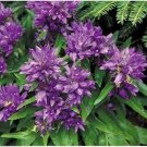 Neysastore Bellflower- Violet Cluster- 100 Seeds