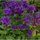 Neysastore Bellflower- Superba- 50 Seeds