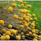 Neysastore Billy Buttons- 50 Seeds
