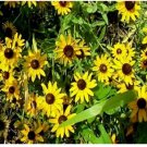 Neysastore Black-Eyed Susan- 400 Seeds