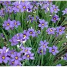 Neysastore Blue-eyed Grass- 100 Seeds