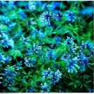 Neysastore Blue Woodruff- 25 Seeds