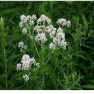 Neysastore Boneset- 100 Seeds