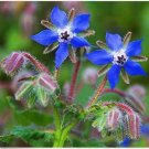 Neysastore Borage- Blue- 50 Seeds