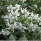 Neysastore Borage- White- 25 Seeds