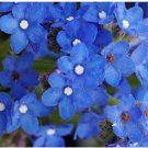 Neysastore Bugloss- Blue Angel- 50 Seeds