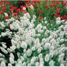 Neysastore Bunny Tails- 25 Seeds