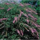 Neysastore Butterfly Bush- Violet- 25 Seeds