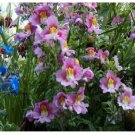 Neysastore Butterfly Flower- Orchid-Angels Wing- 100 Seeds