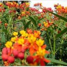 Neysastore Butterfly Weed- Tropical Milkweed- 100 Seeds