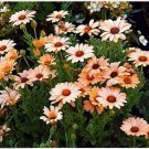 Neysastore African Daisy- Salmon- 50 Seeds