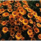 Neysastore African Daisy- Orange- 50 Seeds