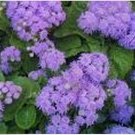 Neysastore Ageratum- Blue- 200 Seeds