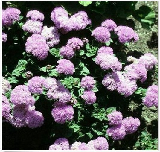 Neysastore Ageratum- Pink- 200 Seeds