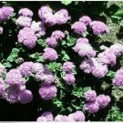 Neysastore Ageratum- Pink- 200 Seeds