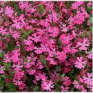 Neysastore Catchfly- Triumph - 200 Seeds