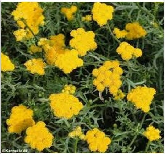 Neysastore Ageratum- Yellow- 200 Seeds