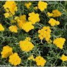 Neysastore Ageratum- Yellow- 200 Seeds