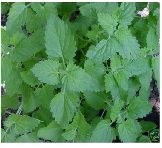 Neysastore Catnip - 250 Seeds
