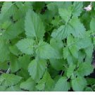 Neysastore Catnip - 250 Seeds