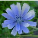 Neysastore Chicory- 400 Seeds