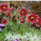 Neysastore Anemone- Red- 25 Seeds