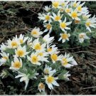 Neysastore Anemone- White- 25 Seeds