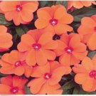 Neysastore Impatiens- Baby Orange- 50 Seeds