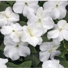 Neysastore Impatiens- Baby White- 50 Seeds