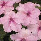 Neysastore Impatiens- Baby Pink- 50 Seeds