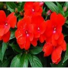 Neysastore Impatiens- Baby Scarlet- 50 Seeds