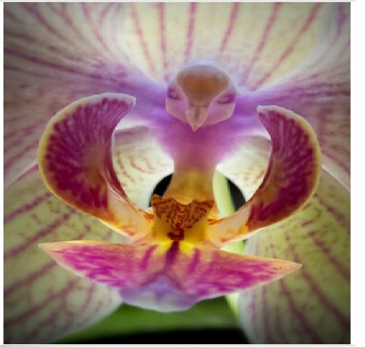 Neysastore 100pcs Moth Orchid (Phalaenopsis) Flower Seeds Plant Seed Bonsai