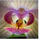 Neysastore 100pcs Moth Orchid (Phalaenopsis) Flower Seeds Plant Seed Bonsai