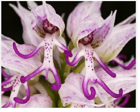 Neysastore 150pcs Naked Man Orchid Seeds Purple White Flower