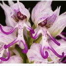 Neysastore 150pcs Naked Man Orchid Seeds Purple White Flower