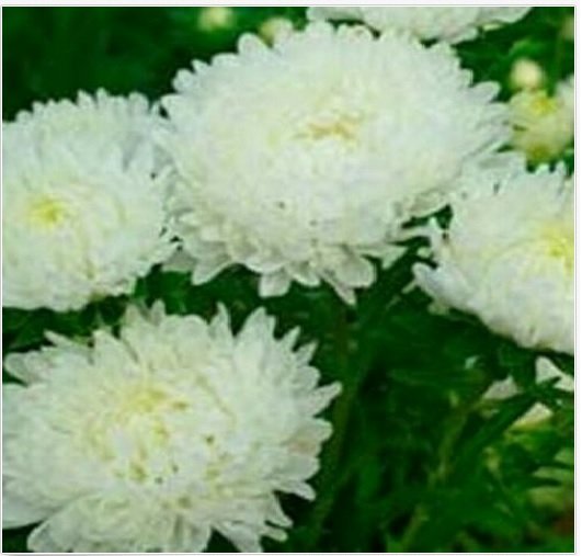 Neysastore Aster- Duchess -White- 50 Seeds