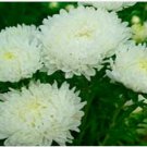 Neysastore Aster- Duchess -White- 50 Seeds