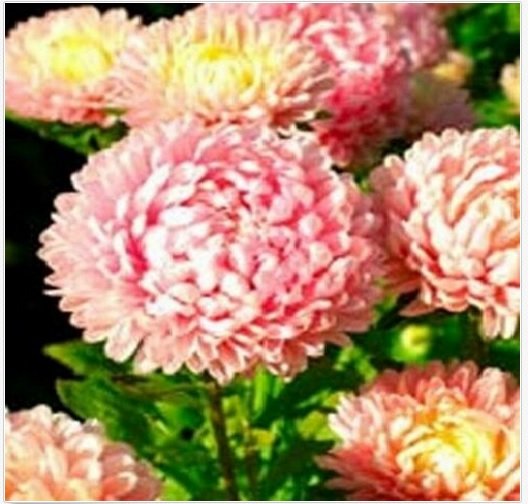Neysastore Aster- Duchess -Pink- 50 Seeds