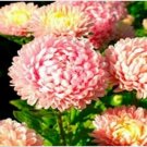 Neysastore Aster- Duchess -Pink- 50 Seeds
