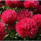 Neysastore Aster- Gremlin- Red- 50 Seeds
