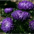 Neysastore Aster- Milady- Blue- 50 Seeds