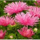 Neysastore Aster- Needle- Salmon- 50 Seeds