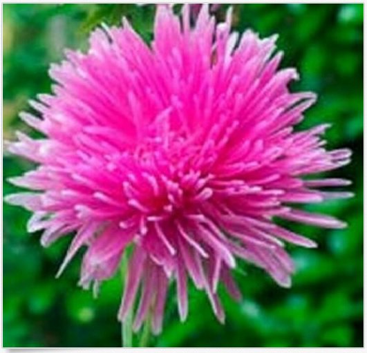 Neysastore Aster- Needle- Rose- 50 Seeds